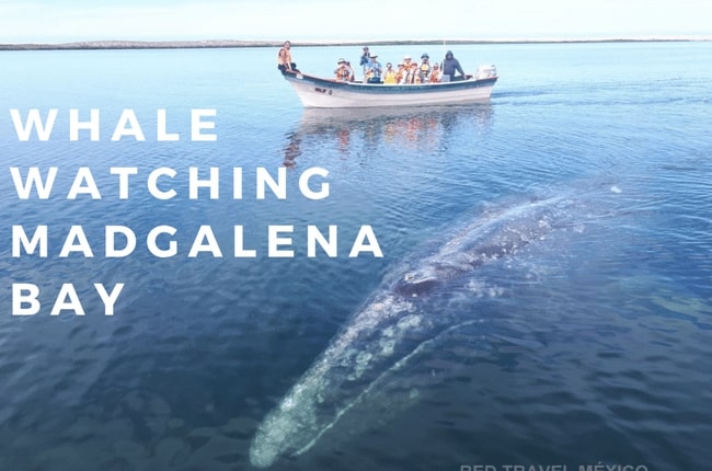 Whale Watching in Mexico
