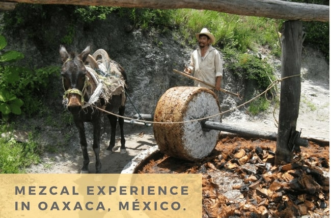 Mezcal Maker in Mexico